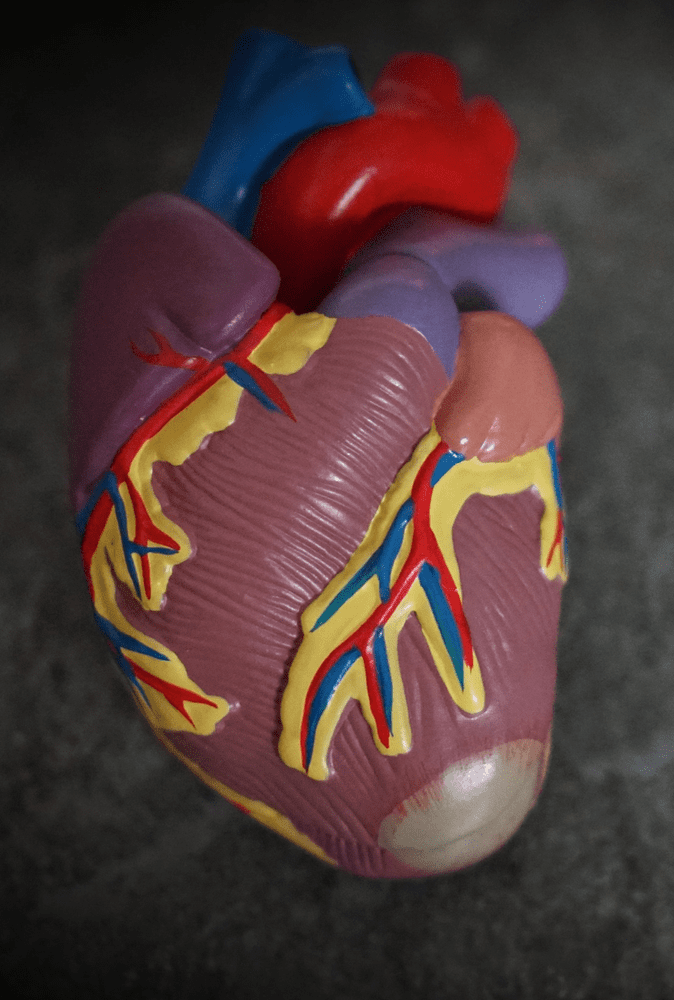 Miten sokeri vaikuttaa sydämen toimintaan