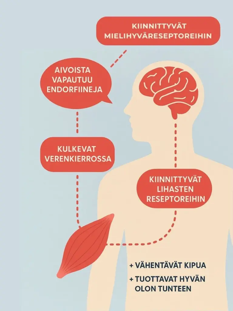 Endorfiinien vaikutukset mieleen ja kehoon.